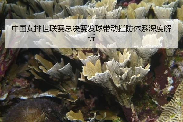 zhong-guo-nv-pai-shi-lian-sai-zong-jue-sai-fa-qiu-dai-dong-lan-fang-ti-xi-shen-du-jie-xi-2-116.jpg